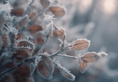 Многу ладно утро со појава на слана и на мраз во Македонија