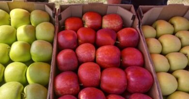 Македонското јаболко се бара во Србија, Бугарија, Чешка, Косово и Албанија