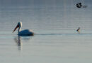 Попишани над 35 300 единки од 44 различни видови водни птици на трите природни езера во Македонија