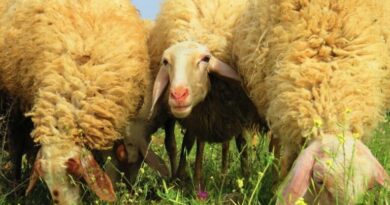 АХВ во засилени контроли во Липково: Се појавија сипаници кај козите и овците