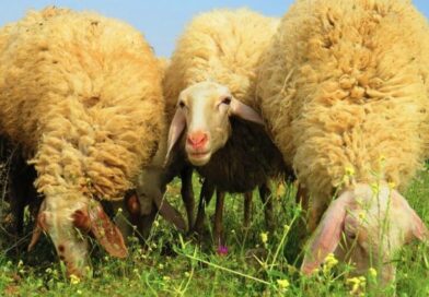 АХВ во засилени контроли во Липково: Се појавија сипаници кај козите и овците