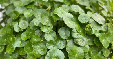 Ова скромно зелено растение е прогласено за најздраво во светот