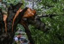 Тешкоповредена постара жена од паднато дрво во Карпош, а во чантата потоа и била пронајдена експлозивна направа