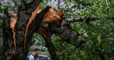 Дел од паднатите дрвја низ Скопје ќе завршат како огрев за социјално загрозени семејства