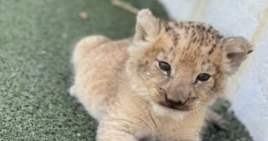 Пронајдено младенче лав на патот во Суботица 