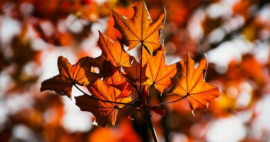 Студ и магла утрово, преку ден доаѓа разведрување