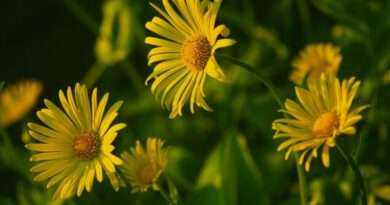 Растенија што слушаат: Нови откритија на научниците