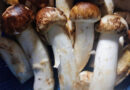 Јапонија: Осум мацутаке печурки продадени за 5.000 евра