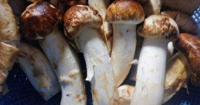 Јапонија: Осум мацутаке печурки продадени за 5.000 евра