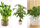 Носат среќа и пари: Најпосакуваните растенија според фенг шуи