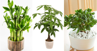 Носат среќа и пари: Најпосакуваните растенија според фенг шуи