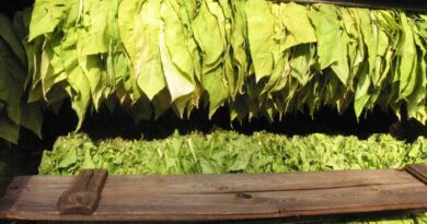 Почнува откупот на тутунот, подготовките се при крај