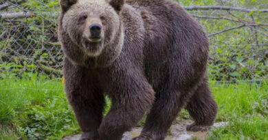 Мечка нападнала маж додека собирал печурки во прилепско, со тешки повреди пренесен во Скопје