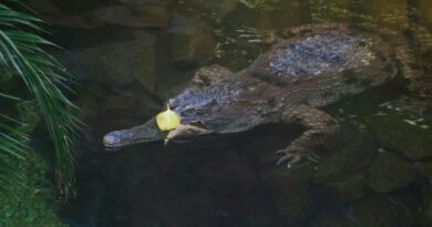 Пронајдени фосилни остатоци од јајца од крокодил што се качувал на дрвја