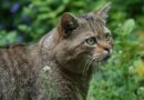 Не се видени повеќе од 100 години: Европски диви мачки повторно забележани во Англија