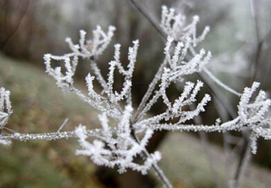 Денеска дожд, од утре снег – Природата се подготвува за зимска идила за Нова година