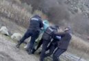 Хаос во Крива Паланка: Полиција го приведе сопственикот на кравите, ќерките се обидуваа да го спречат (ВИДЕО)
