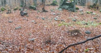 На Шар Планина снимени мајка рис со младенче