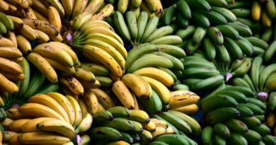 Во која фаза бананата е најдобра за јадење?