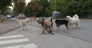 Починатите миленици повеќе нема да завршуваат на депонии – Секоја општина ќе има гробишта