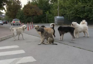 Починатите миленици повеќе нема да завршуваат на депонии – Секоја општина ќе има гробишта