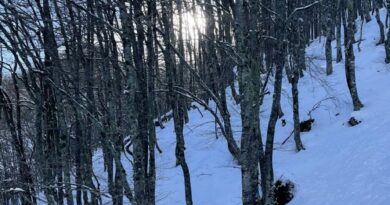 Студени бранови кон крајот на декември до средината на јануари и крајот на февруари