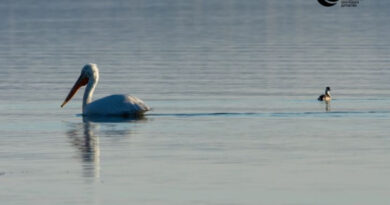 Попишани над 35 300 единки од 44 различни видови водни птици на трите природни езера во Македонија