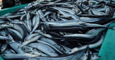 Микропластика откриена во една третина од рибите околу островите во Пацификот