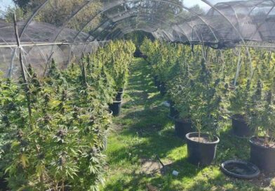 Паднаа лиценците за канабис: Владата затвори шест компании, меѓу нив и фирмата замешана во шверцот во Србија