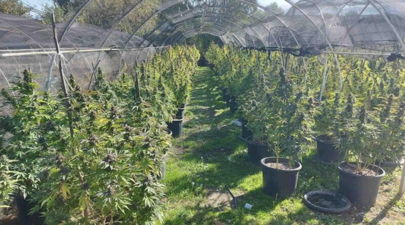 Почнаа вонредните контроли на фирмите што произведуваат марихуана за медицински цели