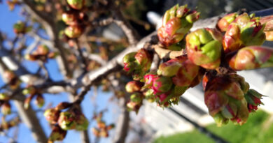 Пролетен неделен ден во зима со температури до 16 степени