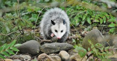 Пронајдени два вида цицачи за кои се веруваше дека се изумрени