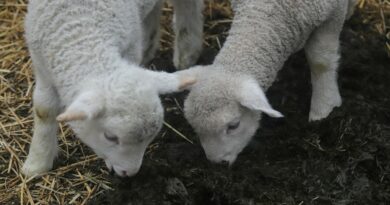 Во тек откупот на македонското јагне, цената се движи од 260 до 280 денари