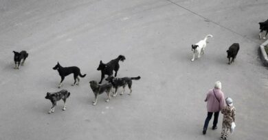 ШЕСТ ЛИЦА ЗАД РЕШЕТКИ ЗА ОРГАНИЗИРАЊЕ БОРБИ СО КУЧИЊА – фатени „на дело“ 