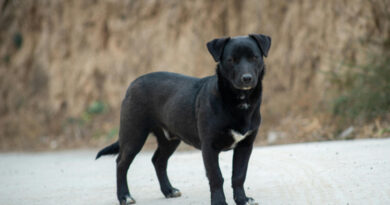 Научниците го идентификуваа најстарото познато куче – живеело пред 15.800 години