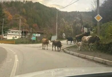 Двајца од Крива Паланка ќе одговараат затоа што спречувале инспектори од АХВ да ги товарат кравите