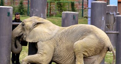 Ученици од угостителско ја каменувале слоницата во Зоолошка, професорите си пиеле кафенце?!