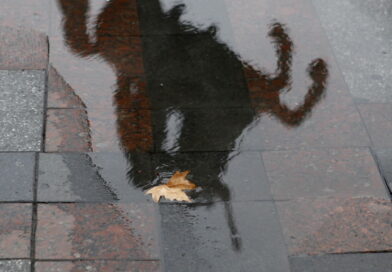 Сончево и топло време денес, од утре до крајот на неделата дожд