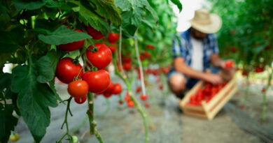 ИПАРД средствата повторно достапни за македонските земјоделци