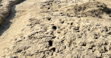 Пронајдени човечки стапалки стари 115.000 години