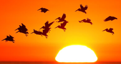 Научно истражување: Птиците имаат способност да го видат магнетното поле