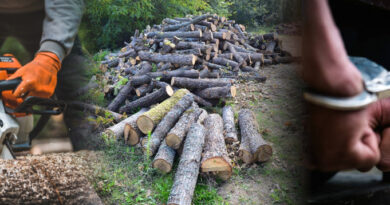 Ги фатиле како крадат дрва, па едниот со моторна пила нападнал полицаец и избегале