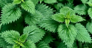 Растение кое ги елиминира сите токсини од телото – расте насекаде околу вас