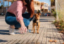 Град во Италија воведе казни до 500 евра за сопствениците на кучиња кои нема да ја исчистат нивната урина