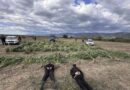 (ФОТО) Откриена нелеглана плантажа на канабис во струмичко: Одземени 680 килограми стебла и уапсени две лица