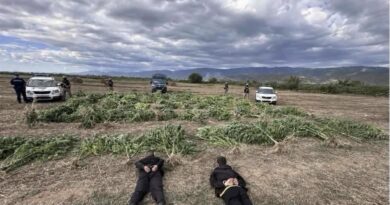 (ФОТО) Откриена нелеглана плантажа на канабис во струмичко: Одземени 680 килограми стебла и уапсени две лица