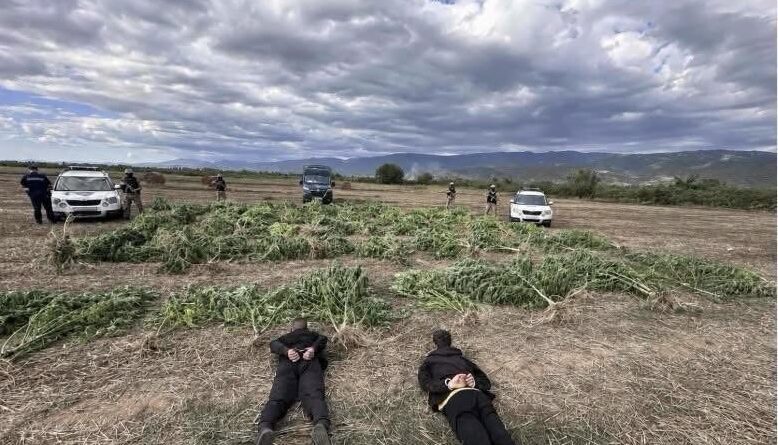 (ФОТО) Откриена нелеглана плантажа на канабис во струмичко: Одземени 680 килограми стебла и уапсени две лица