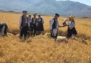 Започна жетвата на оризот во Кочанско со традиционални обичаи